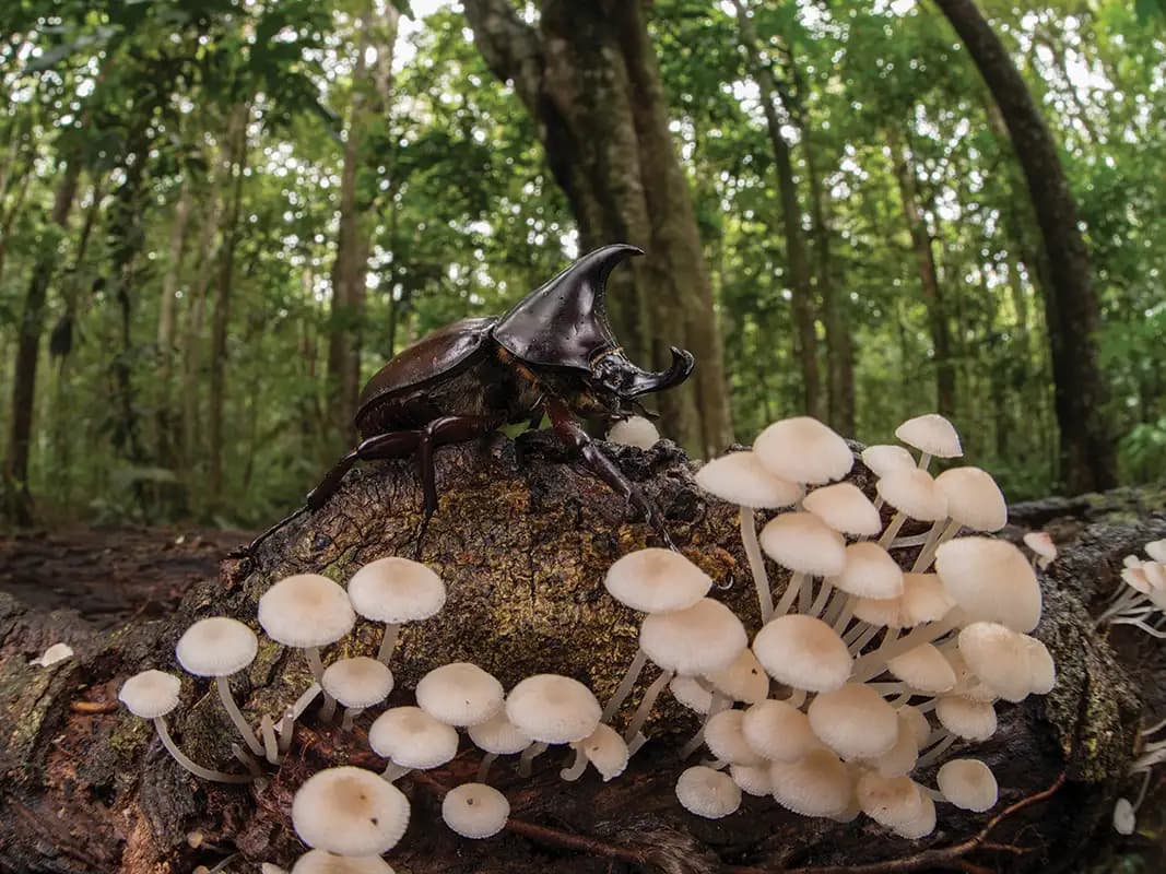 Buy Psychedelic Mushrooms & Magic Truffles – Safe and Reliable for Labs