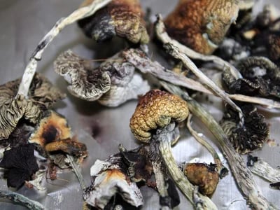 Buy Psychedelic Mushrooms & Magic Truffles – Safe and Reliable for Labs