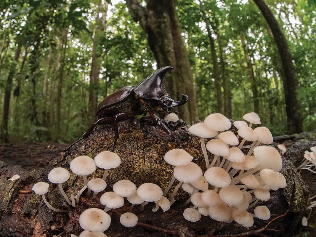 Buy Psychedelic Mushrooms & Magic Truffles – Safe and Reliable for Labs