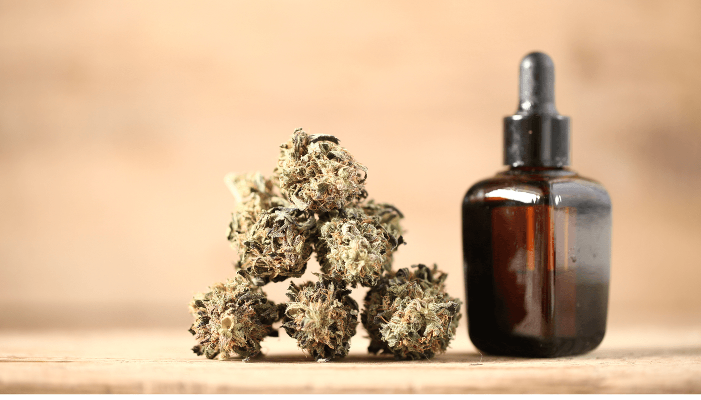 Where to Buy THC Oil in UK Safely with Badbuds’ Online Cannabis Dispensary for Marijuana Buds