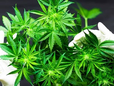 Order Healing CBD & THC Products Nationwide – Therapeutic Cannabis Online