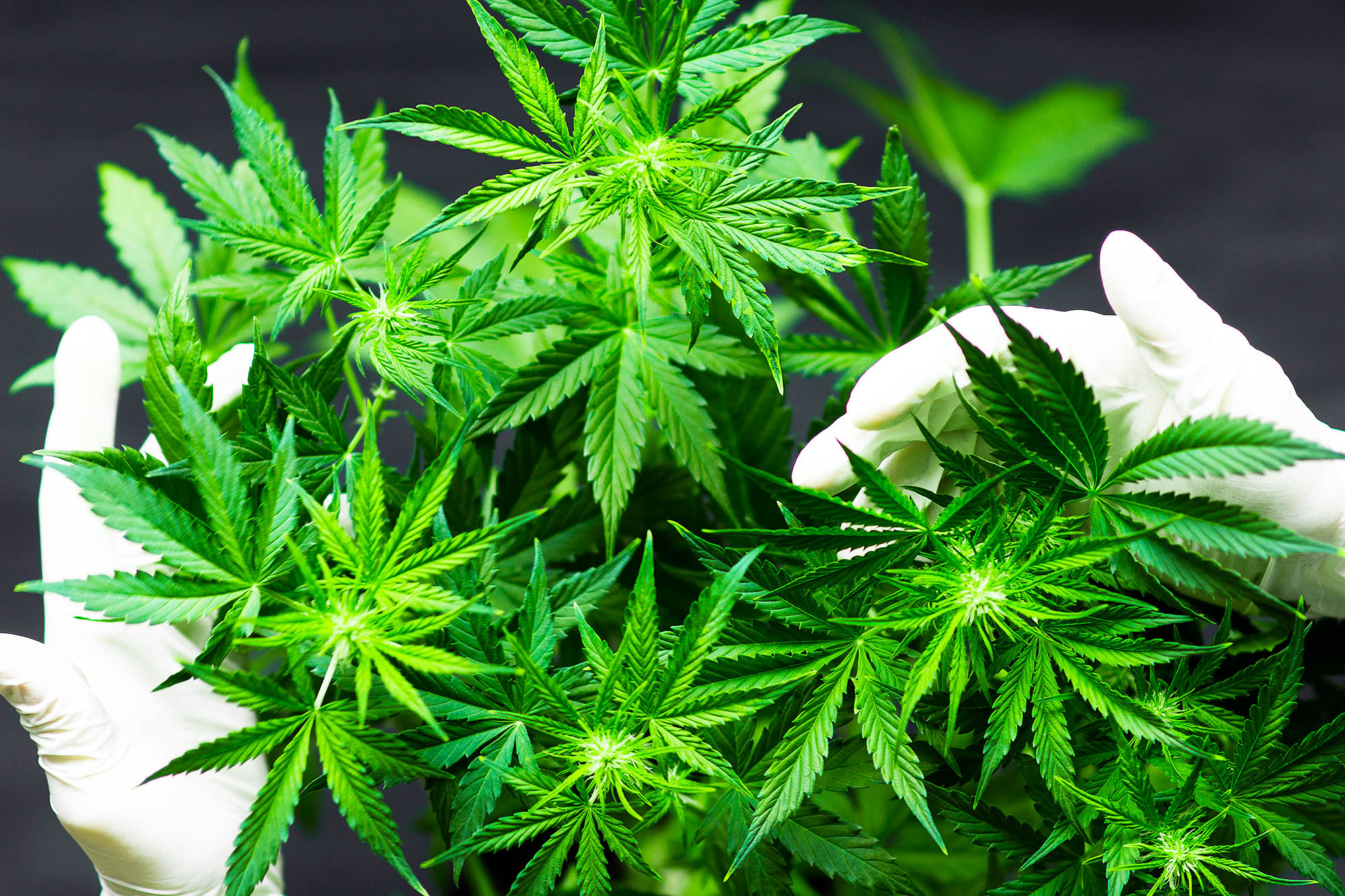 Order Healing CBD &amp; THC Products Nationwide – Therapeutic Cannabis Online